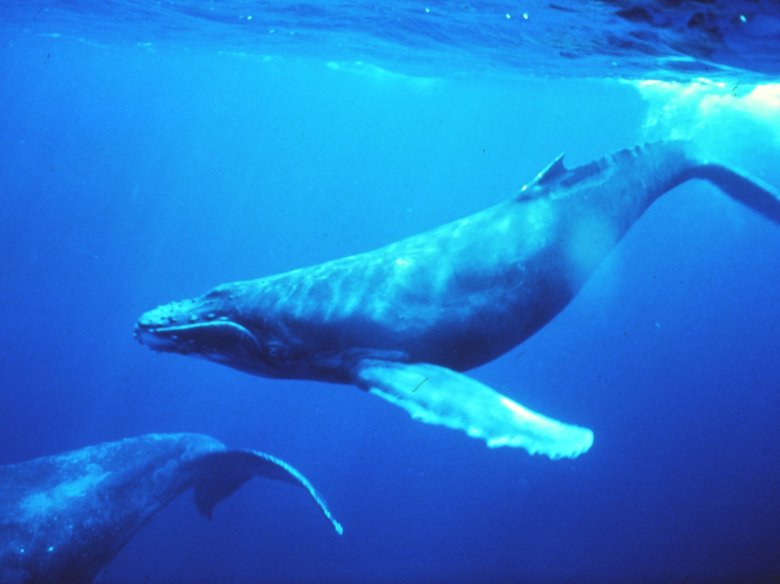 Totun, la populacion de balenas gibosas, que foguèt prèp de l’escantiment pendent los ans 1950, se seriá multiplicada e dempuèi ongan la cal pas pus considerar en situacion critica. Una nòva excellenta per la planeta