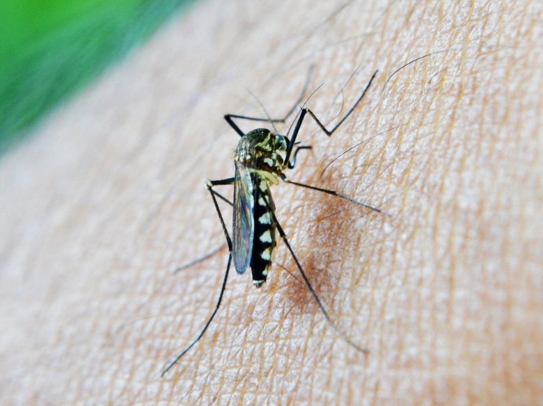 Pendent la sason seca en Africa, lo mosquilh que pòrta lo parasit a pas gaire d’escasenças d’infectar d’umans. Alavetz, çò que fa lo parasit es s’amagar dins lo còrs