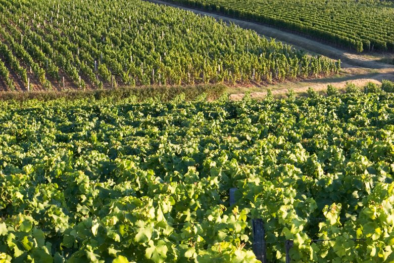 Occitània es fòrtament tocada e las regions que mai de vin devon destruires son Bordalés e Lengadòc