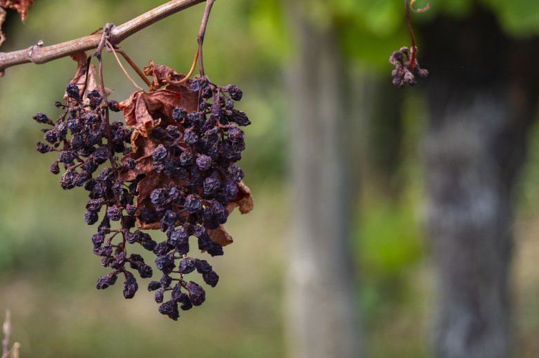 La secada menaça la viticultura occitana