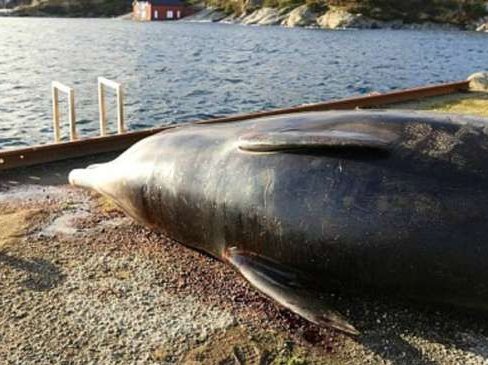 L’estat de santat de la balena èra talament grèu que decidiguèron li far l’eutanasia