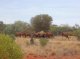Austràlia: son a sacrificar 10 000 dromadaris