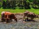 Val d’Aran: se demanda de respècte pels animals après dos atacs de vacas