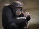 Los chimpanzés utilizan d’insèctes per se garir