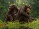 Los primats, en grèu declin