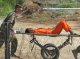 Cauma de la fam massissa dels presonièrs de Guantánamo