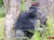 La BBC s’engana e mòstra d’imatges d’un gorilla en plaça de Nicola Sturgeon