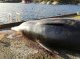 An trobat 30 sacs de plastic dins lo ventre d’una balena en grèu estat de malnutricion