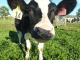 Una vaca OGM produsís de lach antiallergic