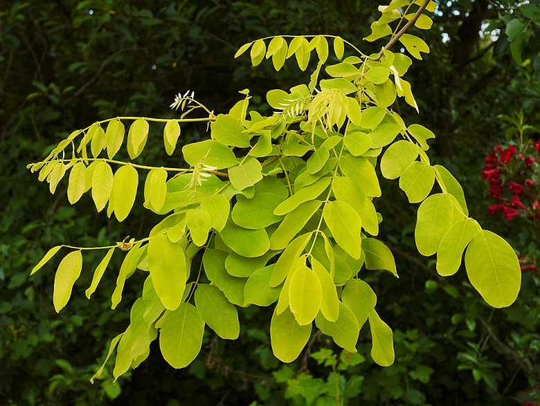 Lo robièir (Robinia pseudoacacia)