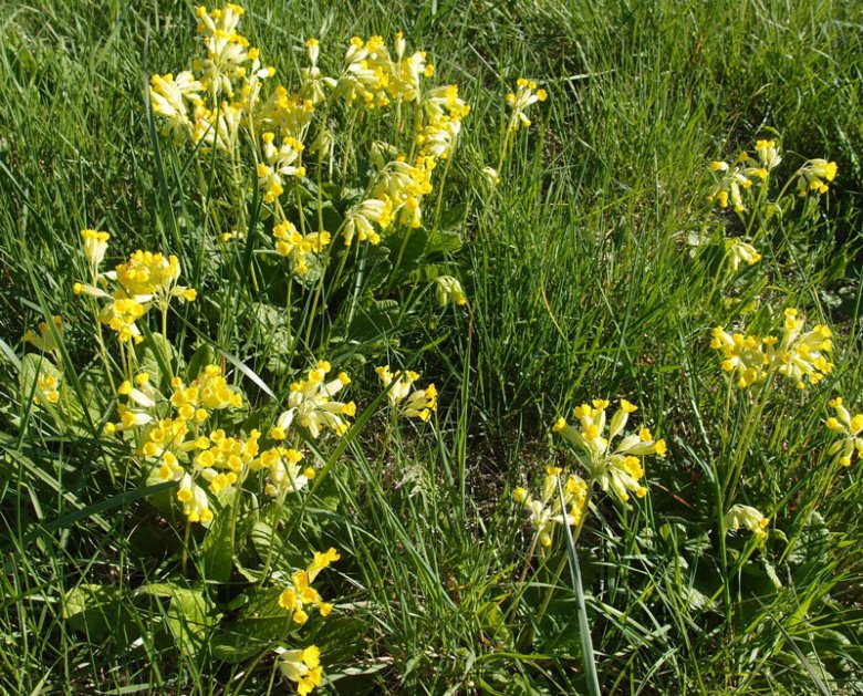 Braietas de cogieu (Primula officinalis)