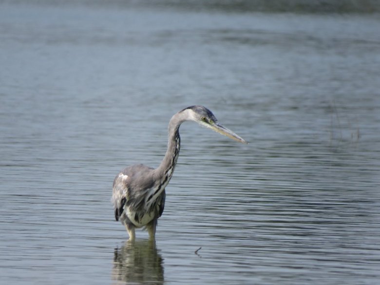 Bernat Pescaire