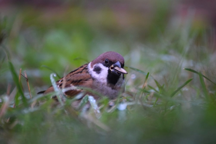 Aparrat fèr (Passer montanus)