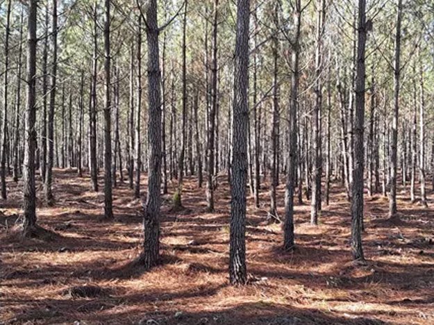 De silvicultors de Vasadés se servisson del glifosat per se desbarrassar de la flòra al pè dels pins e los far créisser pus rapidament