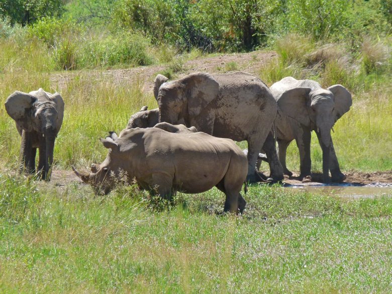 Ara demoram dins un Mond de mens en mens ric d’espècias mamifèras gigantas. Los solets que ne demòran, los rinocèros e los elefants, son en grèu perilh d’escantiment real