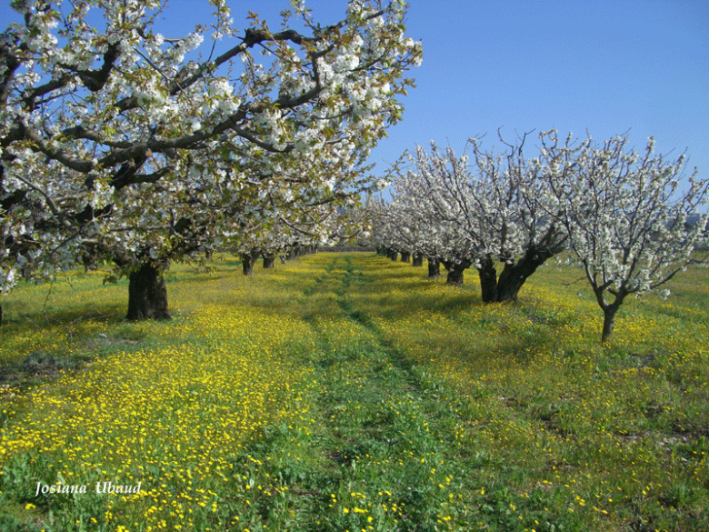 Cerièrs, arbres d'eternitat