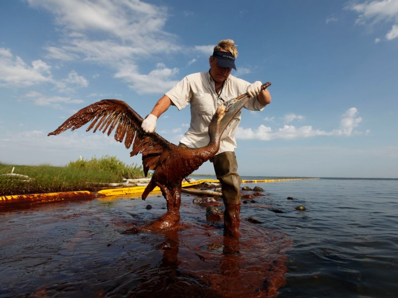 Un pelican cobèrt de petròli, après l’escampament de Deepwater Horizon de 2010