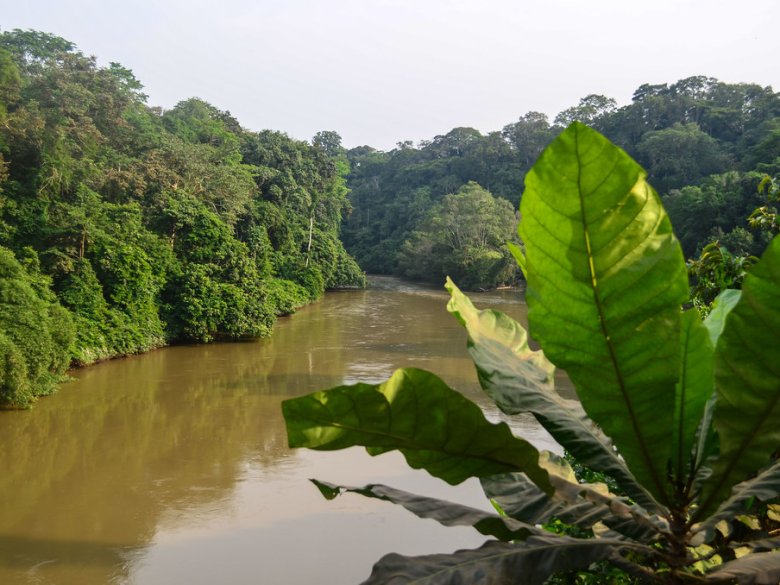 Gabon es un país african que la majoritat de son territòri es ocupat per la selva (90%), e qu’absorbís plan las emissions de carbòni internacionalas