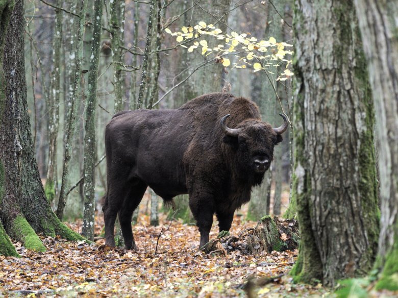 Lo bison europèu es tornarmai al bòrd de l’extincion e *Białowieża ten la populacion pus granda del continent