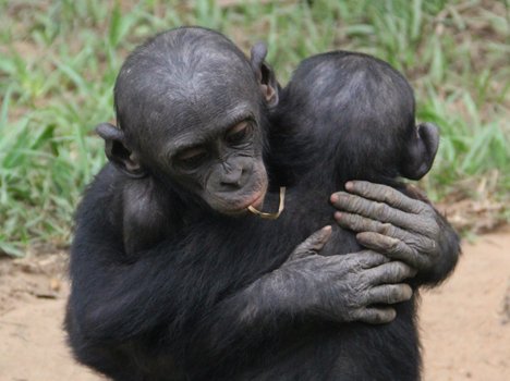 Los bonobos e los chimpanzés se desseparèron d’aquela linha evolutiva fa solament aperaquí un milion d’ans