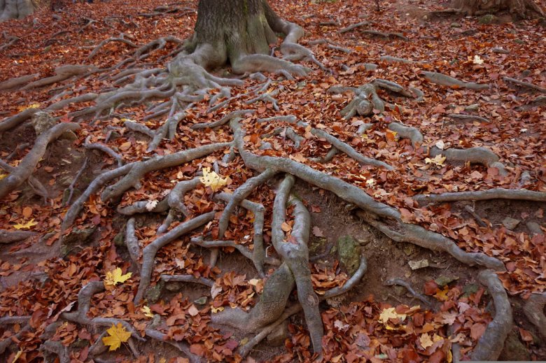 Los cercaires tanben an nomenat  WWW (Wood-Wide Web, ret boscassièr) en anglés la relacion entre cèrts arbres e cèrts campairòls
