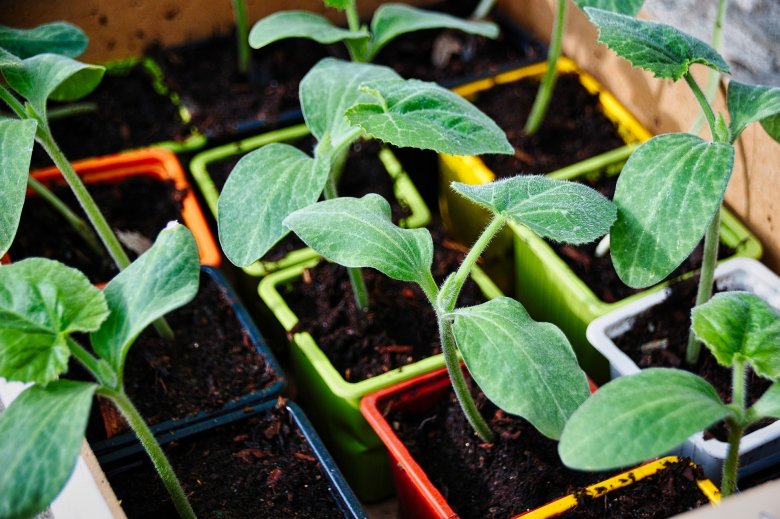 Onorat me parlèt del plantum que veniá just de crompar