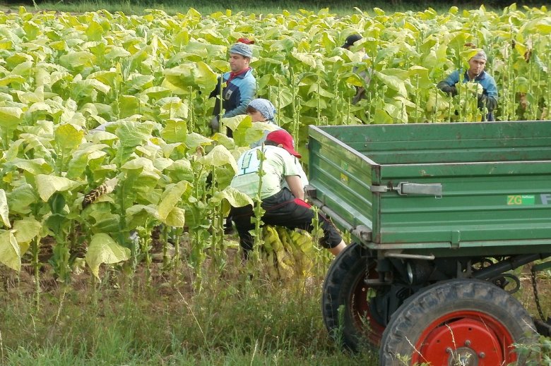 Las plantas sabon quora son tocadas