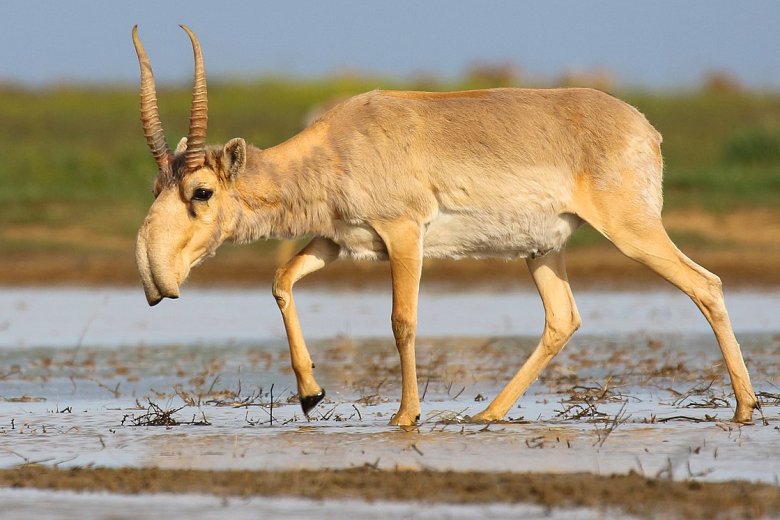 Se reviscòla l’antilòp saiga