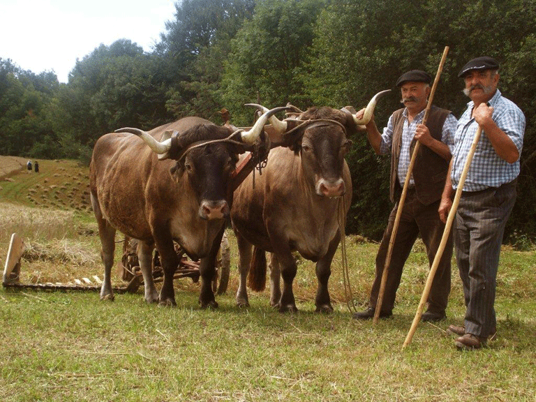 Pierre Bonzom, François Caujolle e eths sòns buèus ena arrecòlta deth horment en Lainat