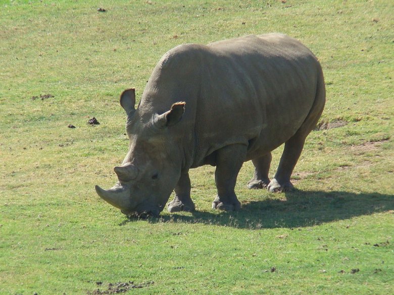 Angalifu es lo darrièr rinocèros blanc del nòrd qu’es mòrt. Viviá dins un zòo de San Francisco