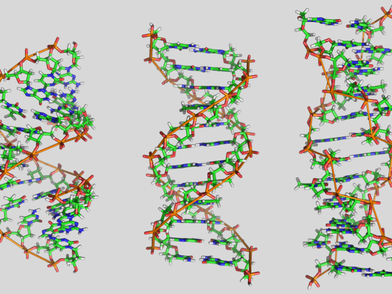Las estructuras de l'ADN A, B e Z