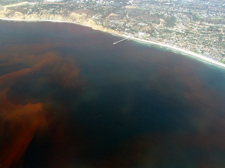Un nòu estudi publicat dins la revista numerica <em>Science</em> confirma que los nivèls d’oxigèn dins los oceans son de mai en mai reduches. Sus l'imatge una zòna mòrta de la Jolla, San Diego, California