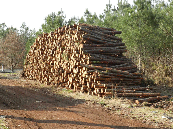 Husta dens lo pinhadar landés.