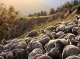 D'elevaires e pastors començan de patir lo cambiament climatic dins los Alps
