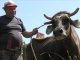 L’UE vòl executar una vaca bulgara per èsser anada en Serbia e n’èsser tornada