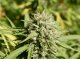 Grussan: an detengut un òme que plantava de cannabis