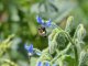 Lo glifosat pòt èsser lo responsable de la mortalitat de las abelhas