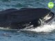 Una balena a engolit un cabussaire sosmarin e puèi l’a escopit viu