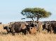 Lo Serengeti-Mara jos pression