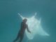 Una raia manta oceanica a cridat ajuda a un fotograf subaqüatic
