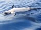 Marselha: un pescador a filmat las funeralhas d’un dalfin