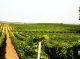 Istòria de la viticultura de Lengadòc (I)