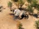 Botswana: an trobat mai de 350 elefants mòrts dins las darrièras setmanas
