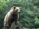 Euròpa a lançat una procedura d’infraccion contra França per non protegir l’ors dins los Pirenèus occidentals