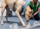 Helsinki: de cans detèctan la covid-19