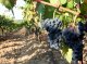 Euròpa Ecologia a demandat que la reforma dels dreches de plantacion de vinhas intre en vigor en 2019