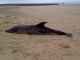 Aperaquí 40 dalfins son encalats sus las plajas de Gasconha