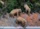 China: un tropèl d’elefants a quitada una resèrva naturala e daissa 500 km de degalhs