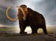 Un projècte genetic vòl reviudar los mamots
