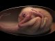 An trobat un embrion de dinosaure que demòstra los ligams amb los aucèls